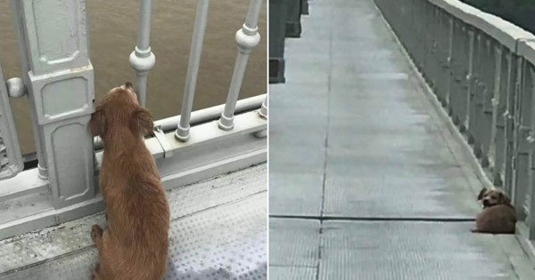 Амиа алдсан эзнээ ДӨРВӨН ӨДӨР хүлээсэн үнэнч нохой