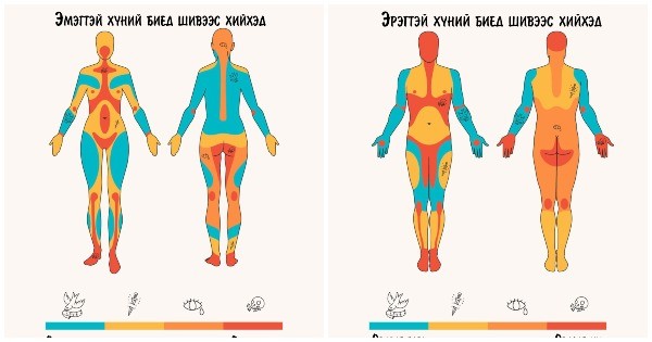 Шивээс хийлгэж болохгүй БИЕИЙН хэсгүүд...
