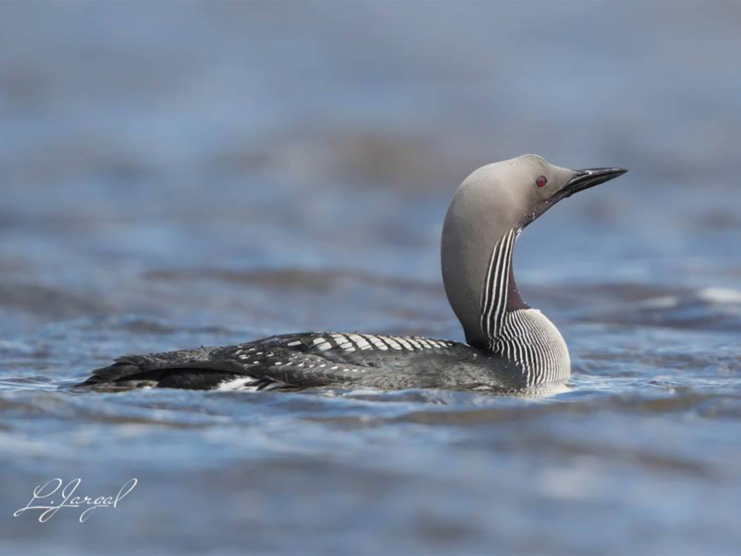 Хилэн гүет Гахууна (Gavia arctica)
